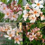 2 Salmon Oleander Plants Live, 5 to 7 Inc Tall, Oleander Flower Shrub Bush Live Plants