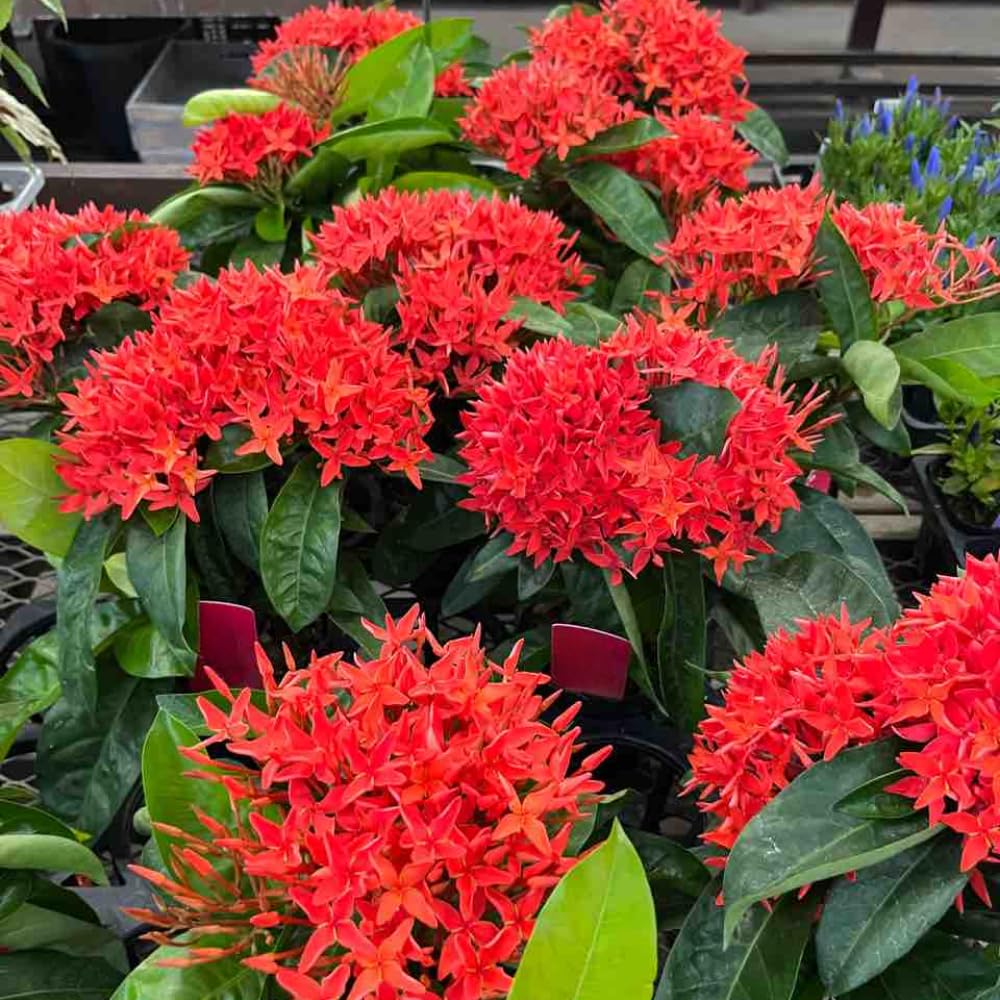 2 Red Ixora Plants Live, 5 to 7 Inc Tall, Ixora Flower Plant, Shrub Plant Tropical Ornamental Plants, No Pot