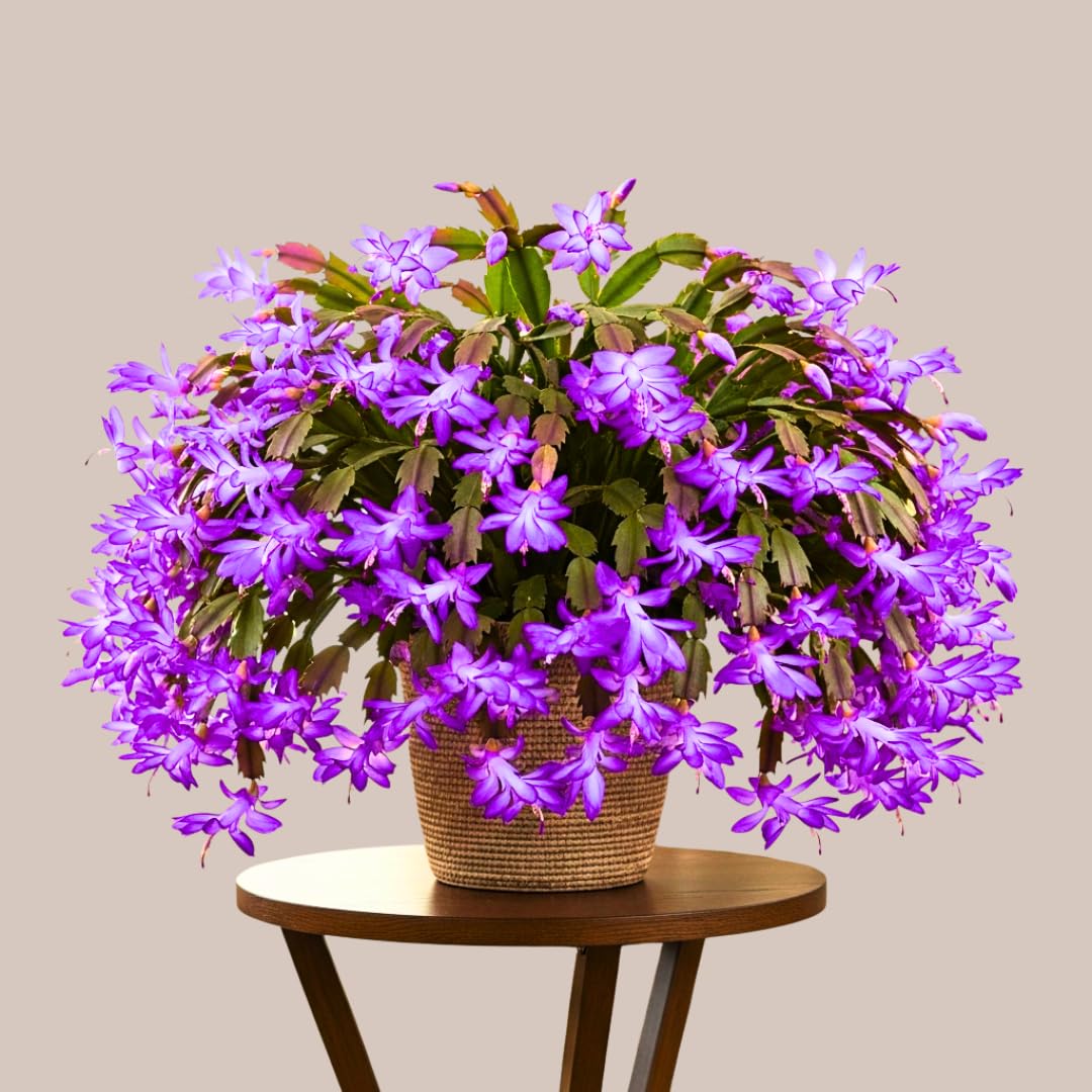 Thanksgiving Cactus Live Plant in 2" Pot, Holiday Christmas Cactus Plants Live, Winter Bloom, Indoor Planting, Ready to Blooms (Random Single Bloom)