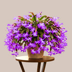 True Thanksgiving Cactus Plant Live in 4" Pot, Ready to Bloom, Holiday Christmas Cactus Plants Live, Vibrant Blooms (Random Single Color)