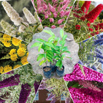 AVERAR 6 Months Old Random Butterfly Bush Live Plant, Butterfly Bushes Ready to Plant Outdoor, Buddleia Plant Bush Shrub 5-7 Inches Tall, No Pot