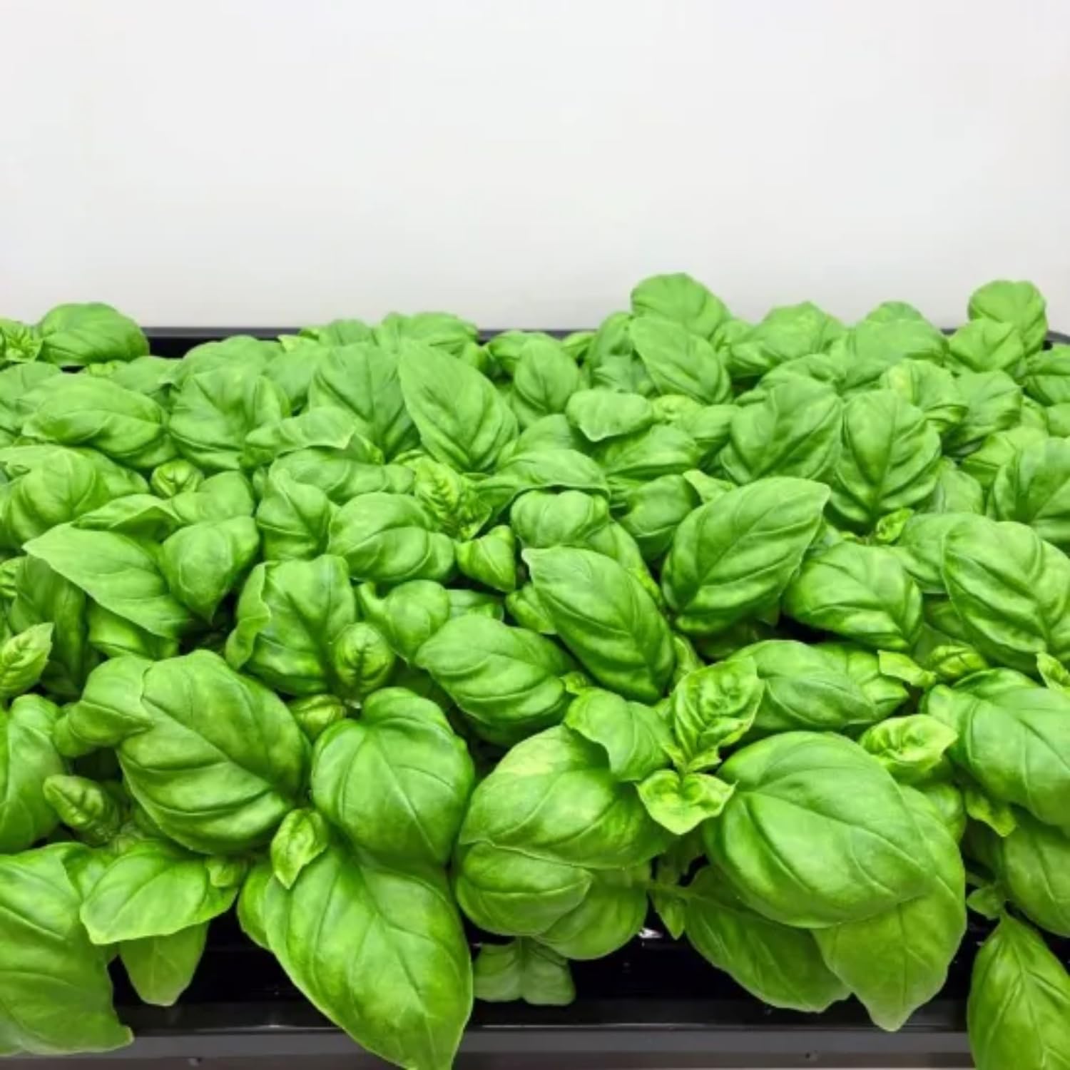 15 Sweet Basil Plants Live, Basil Live Plant, Basil Herb Plant, 4 to 5 Inc Tall in 4 Inc Pot