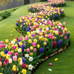 Pack of 30 Mix Flowers Bulbs for Spring Planting, Ranunculus Bulbs for Planting, Spring Blooms Vibrant Perennial Bulbs for Garden Borders (Mix Bulbs)