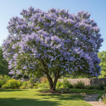 Blue Chaste Vitex Live Plant, Vitex Chaste Tree, Blue Chastes Tree, Flowering Shrub, 5-7 Inches in Height for Growing