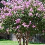 Lilac Plants Live Ready to Plant, 2 to 2.5 Feet Lilac Shrub, Purple Lilac Tree Live Plant, Purple Lilac Tree