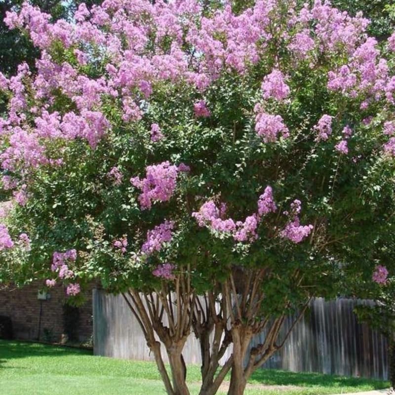 Lilac Plants Live Ready to Plant, 2 to 2.5 Feet Lilac Shrub, Purple Lilac Tree Live Plant, Purple Lilac Tree