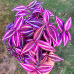 Pink Wandering Jew Plant Live, Tradescantia Pink Plant, Vibrant Foliage Houseplant, 4-7 Inches Tall in 3.25 Inch Pot for Indoor Planting