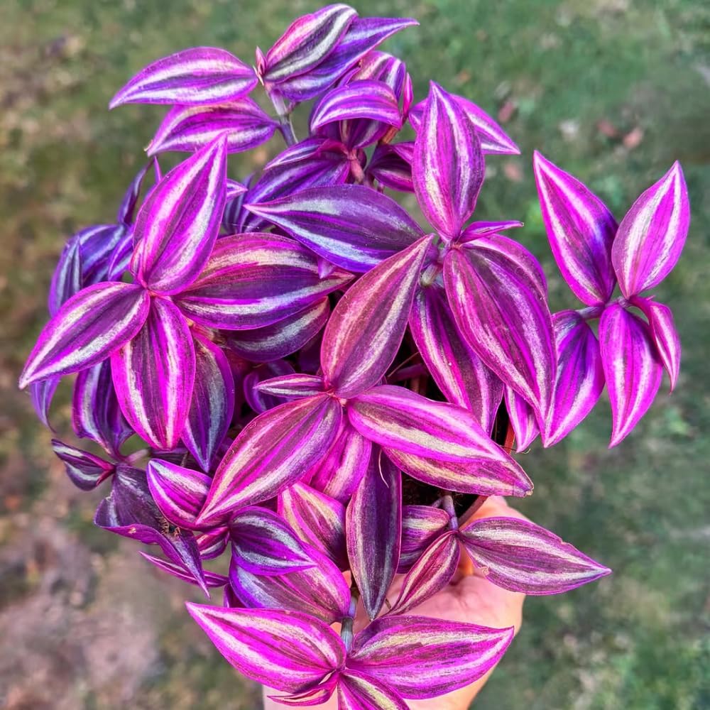 Pink Wandering Jew Plant Live, Tradescantia Pink Plant, Vibrant Foliage Houseplant, 4-7 Inches Tall in 3.25 Inch Pot for Indoor Planting