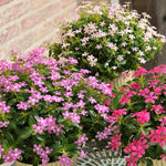 3 Vinca Flowers Plants Live, Minor Periwinkle Live Plants for Outdoor Planting, Assorted Bloom in 4 Inches Pot, Can Grow as Trailling Plant