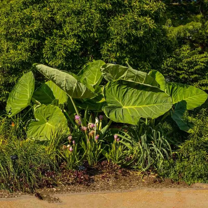 Combo 2 Jack Giant Green Colocasia Live Plants, 5 to 8" in Tall, Elephant Ear Esculenta Taro Alocasia Live Plant for Planting, Live House Plant Colocasia