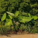 Jack Giant Colocasia Live Plant, 5 to 8" in Tall, Taro Elephant Ear Alocasia Esculenta Live Plant for Planting, Live Colocasia Houseplant
