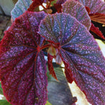 Pink Polka Dot Maculata Angel Wing Begonia Plants Live, Rare Begonias Indoor Growing, Hanging Basket, Starter 5 to 9 Inc Tall
