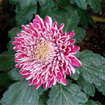 Pack 2 Mums Plants Live, Dark Purple Mums Plants, 3-6" Tall Mum Plant for Garden, Perennial Flowers Chrysanthemum Mum Starter Plant