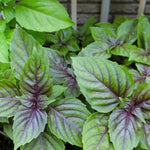 4 Live Basil Plants, African Blue Basil Plant Live, Basil Live Plant, Basil Herb Plant, African Basil Plant, 3 to 6 Inches Tall