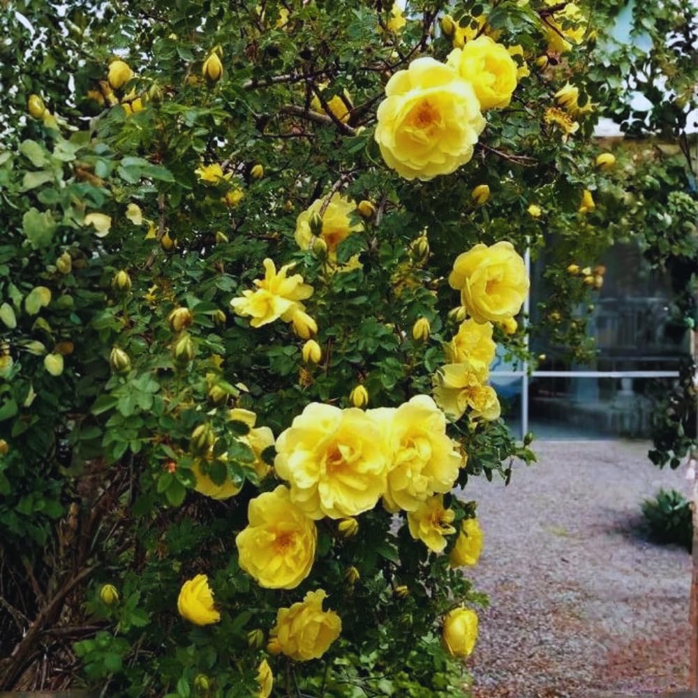 6 Yellow Rose Bush Cuttings Plant Live, Rose Climbing Vine Live Plant, 5 to 8'' Tall Cuttings
