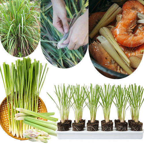 10 Lemon Grass Live Plants for Outside, Trim Back 6-10" Tall Lemongrass Plant, Outdoor Planting Herb
