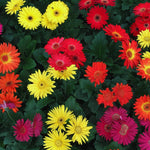 Pack of 2 Daisy Plants, Mix Gerbera Daisy Live Plants, Gerbera Daisy Plant, 4 to 7 Inches Tall, Daisy Live Plant, No Pot, Daisy Plants Live for Growing Outdoors Indoors