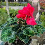 Red Cyclamen Plant Live, Flowering Houseplant, 4" Pot
