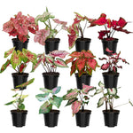 Set of 3 Caladium Plants Live, 4 to 6 Inc Tall, Caladium Flower Plants Garden, Caladium Plant Pot