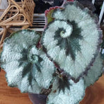 Set 2 Begonia Live Plants, Rare Begonia Plants for Trailing, Ornamental Hanging Basket 5"-9" in Tall (Rare Silver-Green)