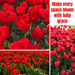 25 Tulip Bulbs for Spring Planting, Red Tulip Bulbs for Fall Planting, Flower Bulbs Growing