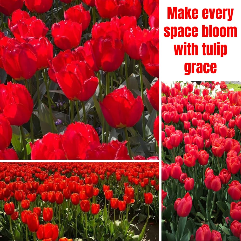 25 Tulip Bulbs for Spring Planting, Red Tulip Bulbs for Fall Planting, Flower Bulbs Growing