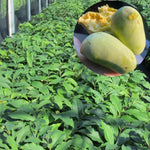 1 Paw Paw Tree Live Plant, Pawpaw Seedling Plants, 1 Year Old 6-15" Well Rooted, Common Pawpaw Asimina Triloba, No Leaf in Winter