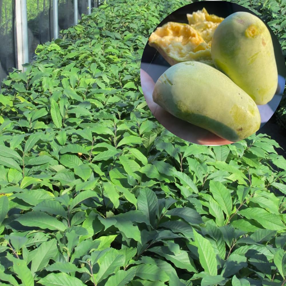 1 Paw Paw Tree Live Plant, Pawpaw Seedling Plants, 1 Year Old 6-15" Well Rooted, Common Pawpaw Asimina Triloba, No Leaf in Winter