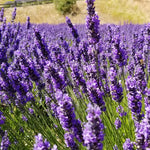 Grosso Lavender Plants Live in 4 Inc Pot, Set 4 Lavandula Violet Lavender Trees Live Plants for Planting Indoor Outdoor, Fragrant Lavender Flowers Perennial