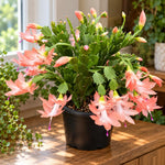 2PPP Salmon Christmas Cactus Live Plant, Holiday Flowering, 3 Inches Pot
