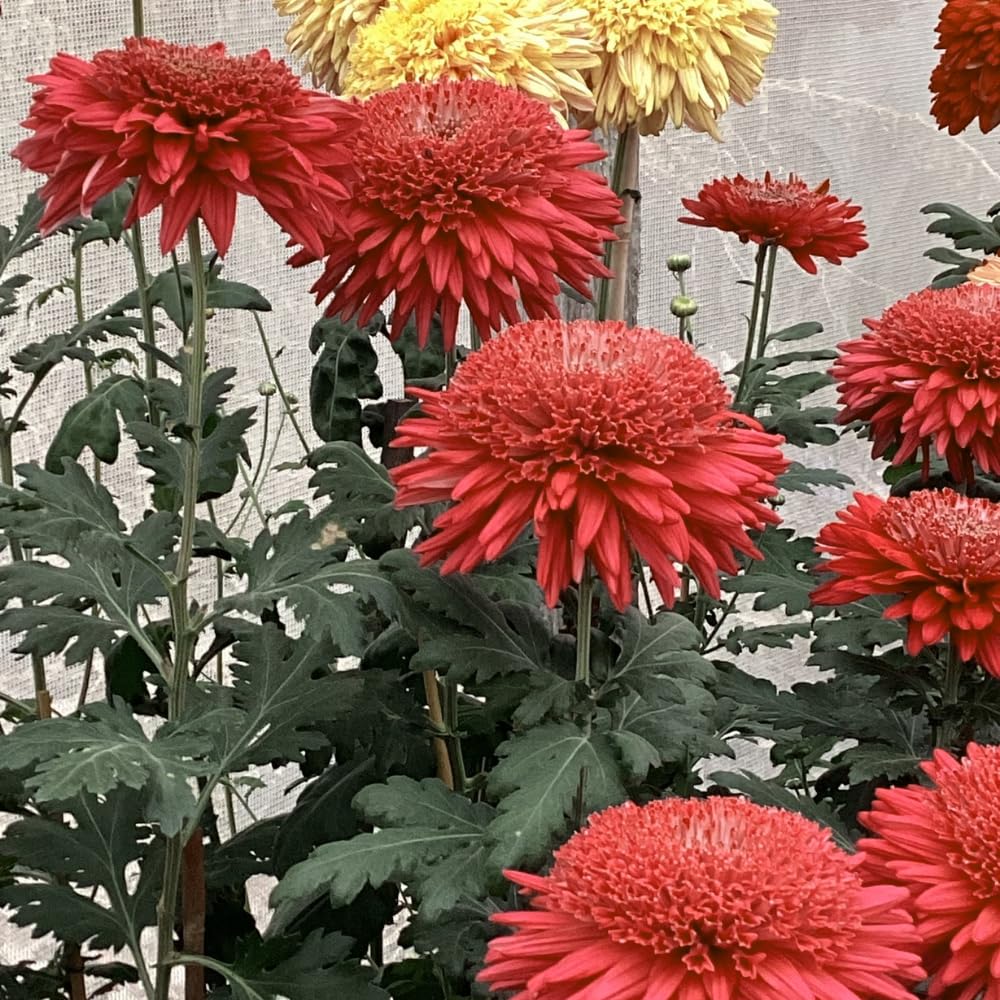Chrysanthemum Flower Plant, Dark Red Mums Plant Live, 5 to 7 Inc Tall Chrysanthemum Plants Live for Gardening Outdoor Indoor Planting Mum Live Plant