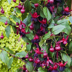 4 Black Fuchsia Plants Live, Fuchsia Flower Plant, 4 to 7 Inches Tall, Growing Indoor Outdoor