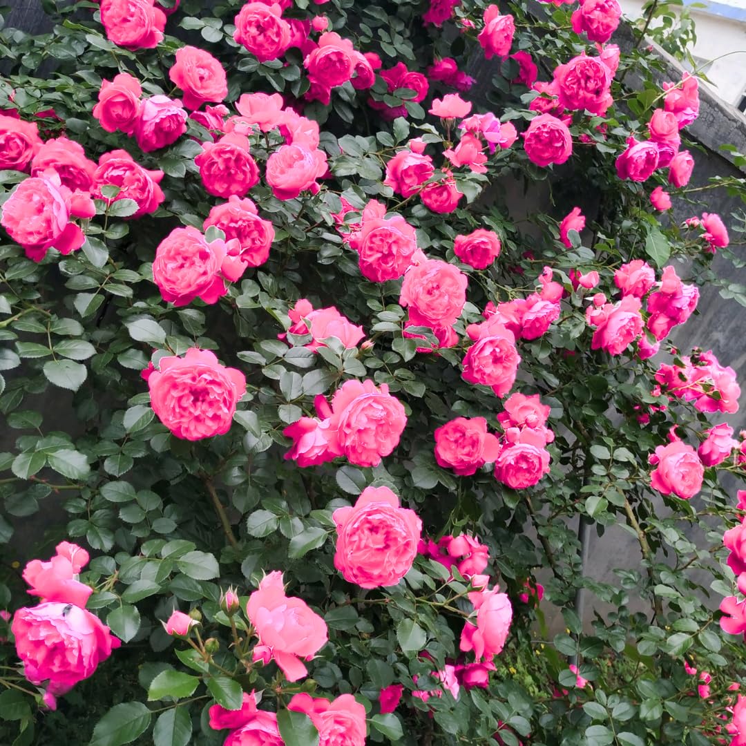 Pink Climbing Rose Live Plant, 6 Months Old Starter, Fragrant Purple Climbing Roses for Planting Outdoor, No Pot