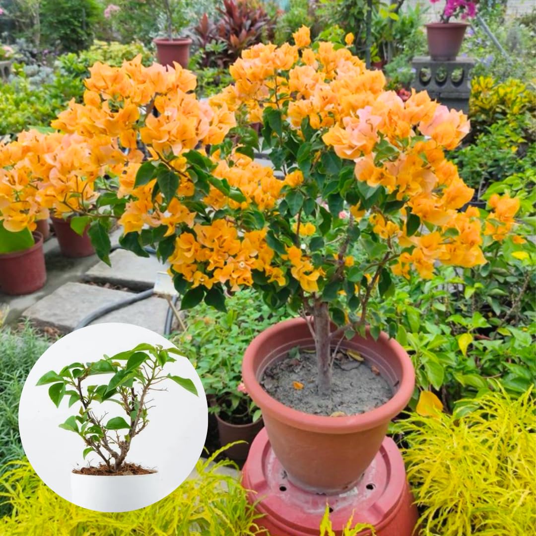 Sets 3 Climbing Bougainvillea Plants Live for Full Sun Trellis Tree, Shrub or Vine Bougainvillea Vibrant Bloom, Very Hardy, 5-9" Tall, Bright Yellow Orange