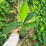 Tropical Banana Tree Live Plant, Edible Fruit, 4-6" Tall