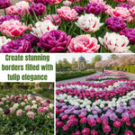 20 Mix Double Tulip Bulbs for Fall Planting, Tulip Flower Bulb, Tulip Bulbs for Growing Indoor or Outdoor