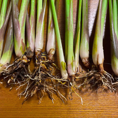 2 Lemon Grass Live Plant, Live Lemon Grass, Lemon Grass Plants, Lemongrass Plant, Live Lemongrass Plant