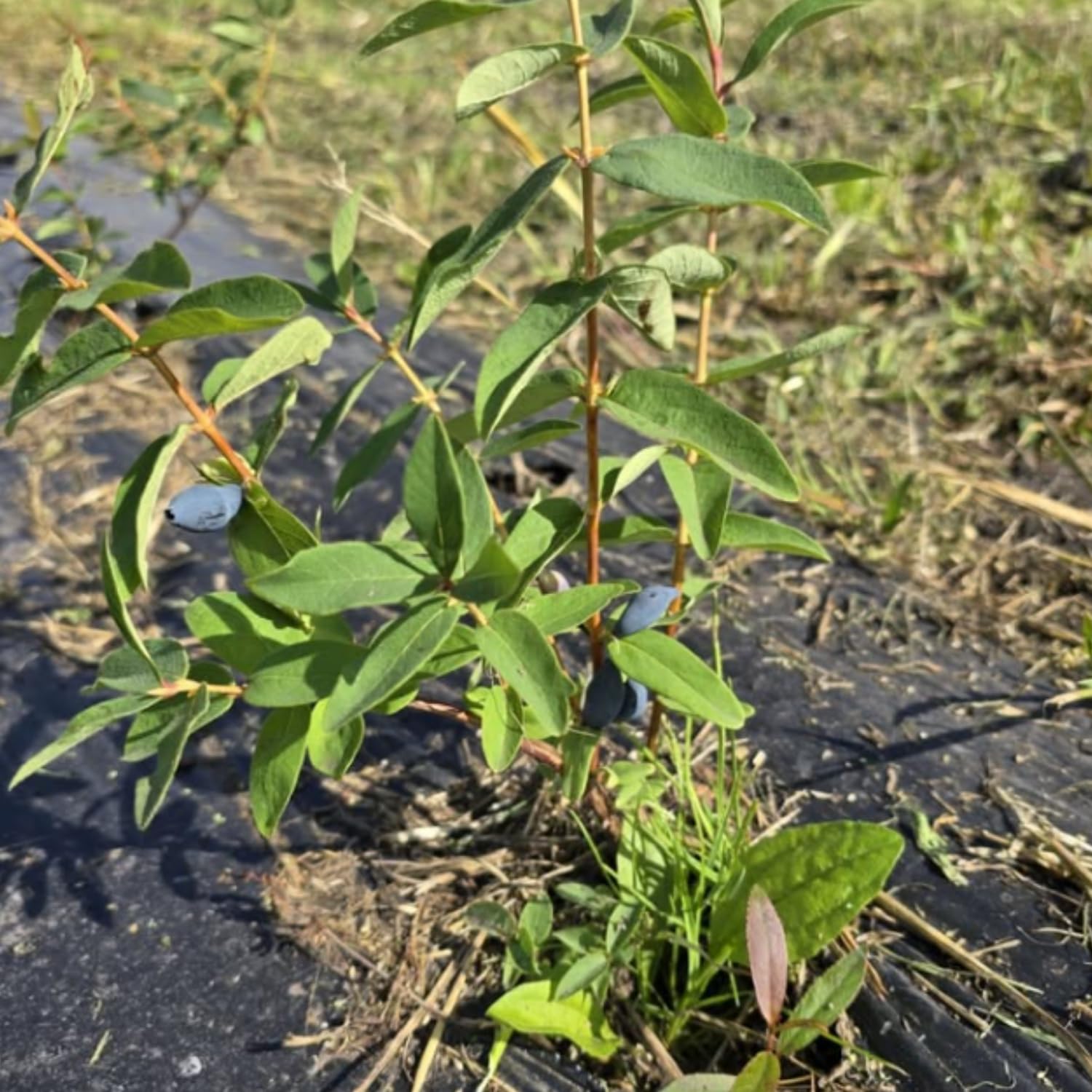 Blue Haskap Honeyberry Plant, Cold Hardy Berry Bush, Edible Fruit 6-8'' Tall, Haskap Fruit Plants for Garden