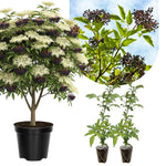 2 Black Elderberry Plants Live for Planting 6 to 12 Inch Tall, American Elderberry Trees Live Plants, Sweet Elderberries Fruit