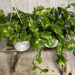 Pothos Live Plant, Live Pothos Plant, 4 to 6 Inches, House Plants Live for Growing Indoor and Outdoor, 4 Inc Potted (Golden)