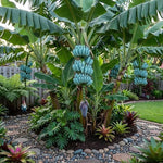 Ice Cream Blue Banana Tree Live Plant, Edible Fruit, 4-6" Tall