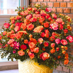 Climbing Rose Live Plant, 6 Months Old Starter, Fragrant Purple Climbing Roses for Planting Outdoor, No Pot (Dark Night)