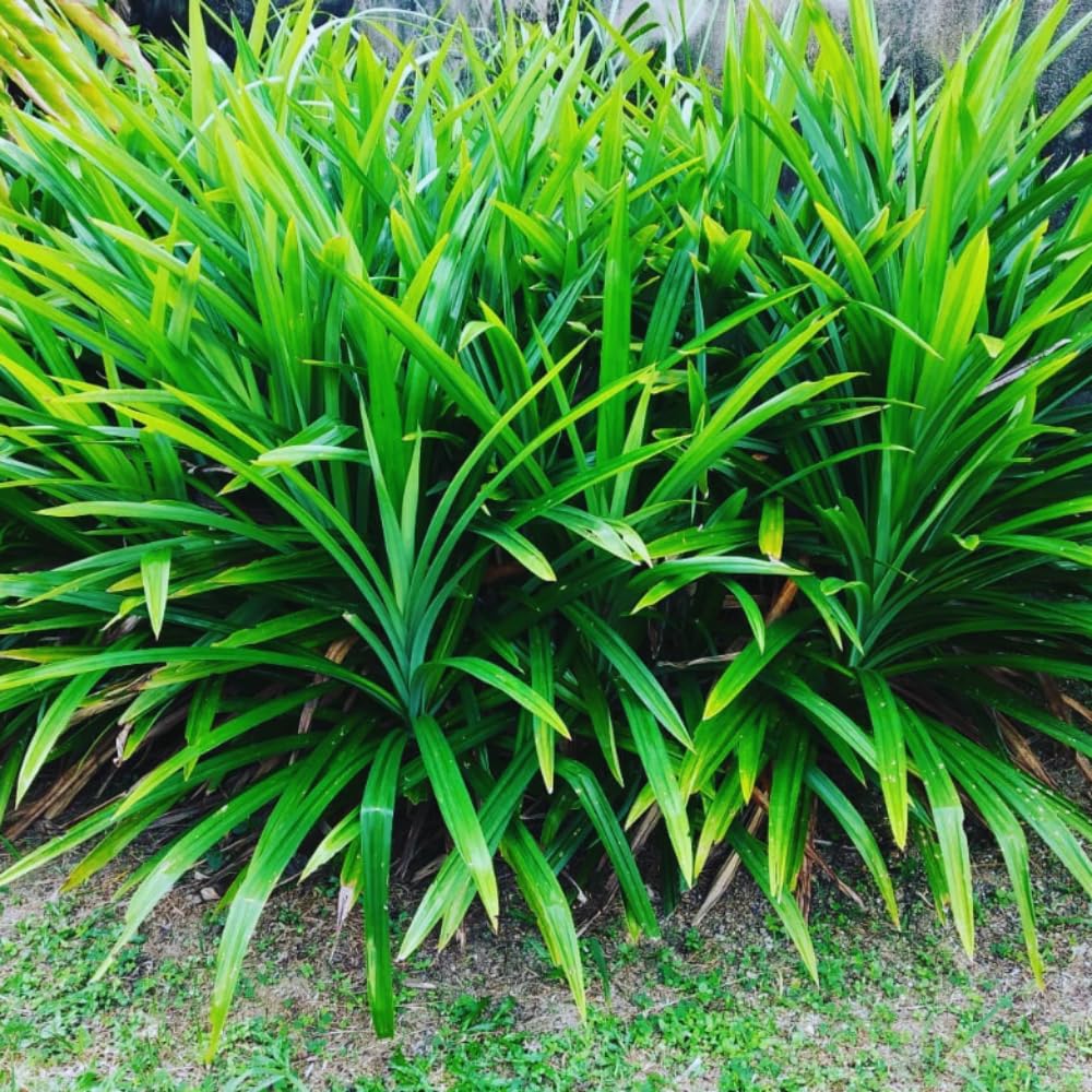 Pandanus Amaryllifolius Plant Live, Pandan Live Plant from 4 Inc Tall, Succulent Plant Live Outdoor Indoor
