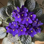 African Violets Live Plant, Purple African Violet Plant, 3-5 Inches Tall, Vibrant Blooms, Easy Care Indoor Flowering Plants for Home and Office Decoration