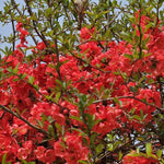 Red Quince Flowering Plant Live Shrub for Outdoor Garden and Landscaping, Quince Plant 3-6" Tall, Chaenomeles Japonica Bush Shrub for Planting 4 Inch Pot Plants