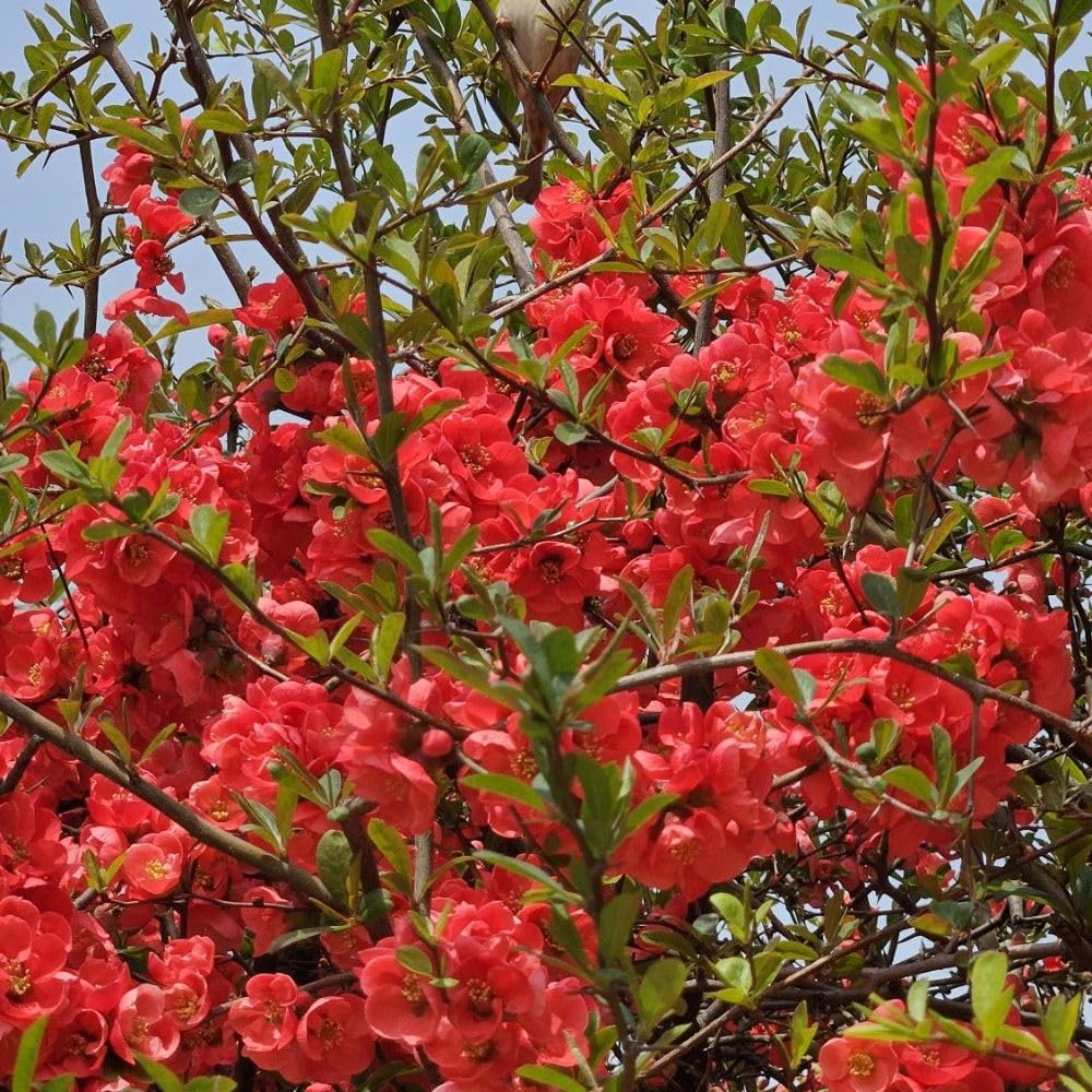 Red Quince Flowering Plant Live Shrub for Outdoor Garden and Landscaping, Quince Plant 3-6" Tall, Chaenomeles Japonica Bush Shrub for Planting 4 Inch Pot Plants