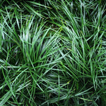 Set 2 Mondo Grass Live Plant, Ornamental Grass for Outdoor Planting, Low Maintenance Shrub, 4 to 6 Inches Tall