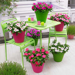 Pink Vinca Flower Live Plant in 4" Pot, Perennial Vinca Minor Periwinkle Flowering Plants for Trellis Décor Oranamental, Zones 9-11