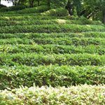 2 Tea Plants Live, Camellia Sinensis Plant Trees Live Plant, 5 to 8 Inches Tall, Camellia Sinensis Live Plant for Gardening