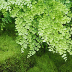 Maidenhair Fern Plant Live, Live Fern Plant, 3.5 Inc Potted, Fern Plant Pot, Fern Plant Live for Gardening Outdoor Indoor